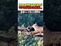 【一生の不覚】他人の獲物を盗んだキツネ。しかし空の上では、恐ろしい「復讐」が設計されていた…！　#野生動物 #大自然の掟 #ワシ #キツネ #弱肉強食 #衝撃の結末 #ハラハラドキドキ #shorts
