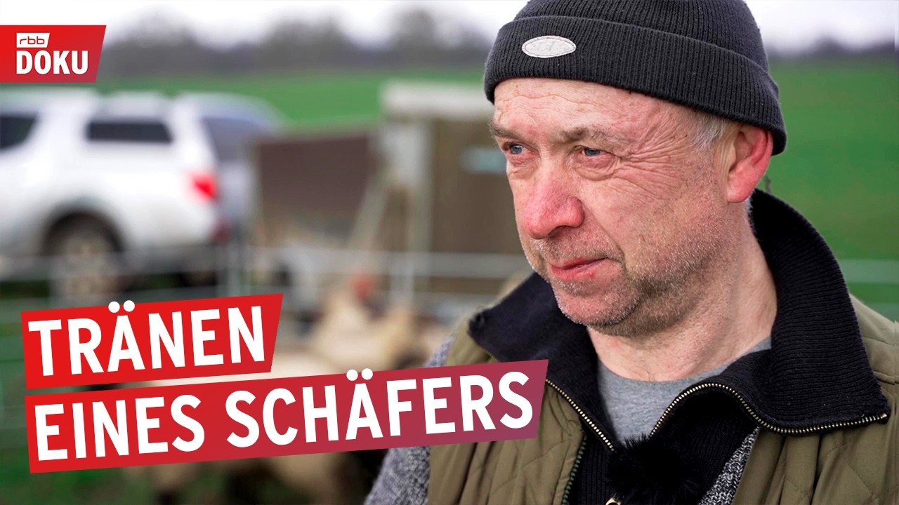 Wölfe, Wut und Weidezäune - Tränen eines Schäfers | rbb24 Reportage