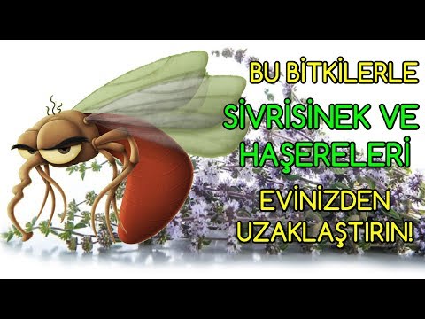Video: Sivrisinek Bitkisi Sardunya - Citronella Sivrisinek Bitkilerinin Bakımı Nasıl Yapılır