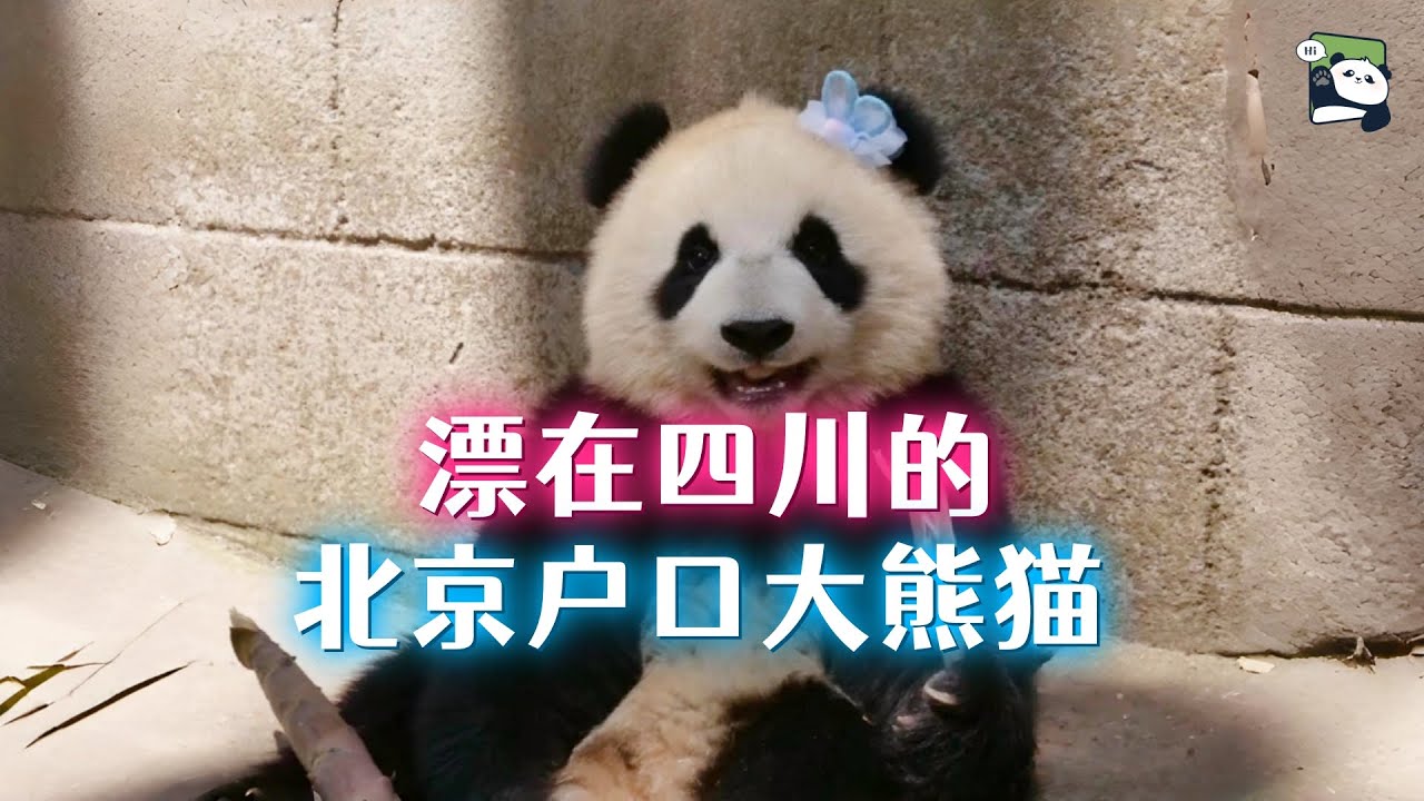 北动熊猫住不下，还有13只在四川，大小白兔以及蓝色蝴蝶结宝宝吉庆都是北京户口熊猫