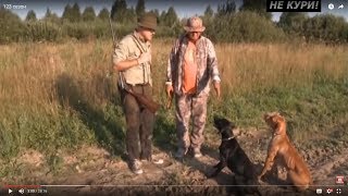 Охота на болотно-луговую дичь с пойнтером . 2018