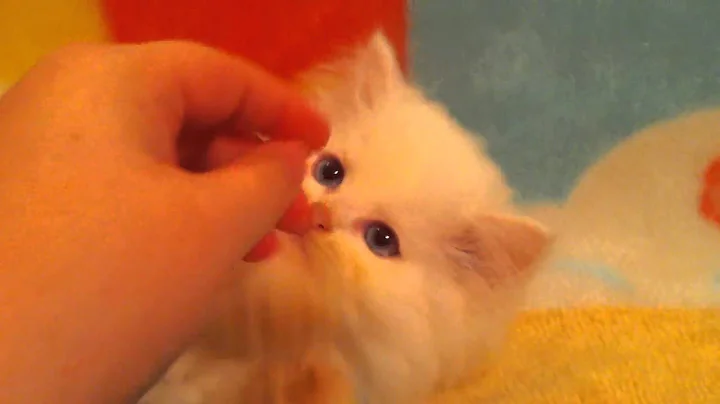 Video 10559031: blue eyed white persian, persian doll, kitten adoption