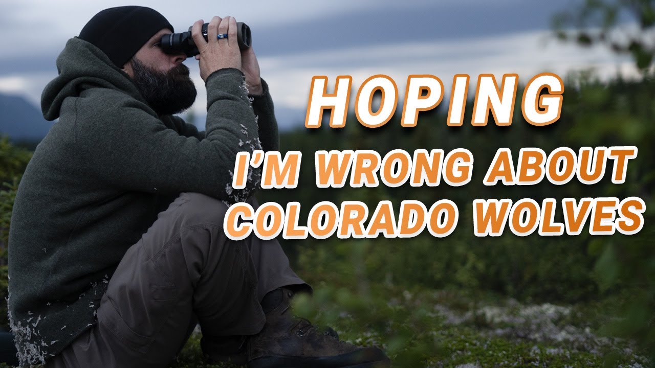 I Pray I'M WRONG About The Colorado Wolf Reintroduction