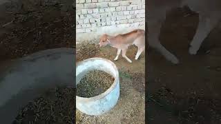 Vrindavan Dham Apar Rate Ja Radhe Radhe radheradhe vrindavan whatsappstatus shortfeed