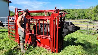 Working Cattle with the Tarter VALUE 90 SWEEP and CATTLEMASTER SERIES 3