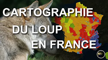 Où voir les loups en France ?