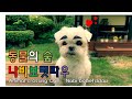 모여봐요 동물의숲-나비보벳따우 실사판 (A AnimalCrossing  Parody)