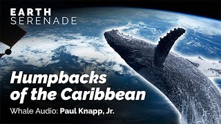 Humpbacks of the Caribbean
