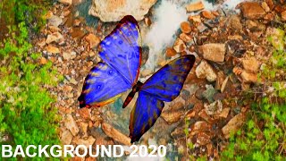 Butterfly background video screenshot 5