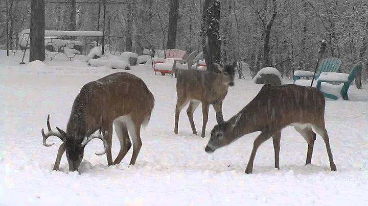 Deer Play