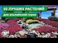 10 ЛУЧШИХ РАСТЕНИЙ ДЛЯ АЛЬПИЙСКОЙ ГОРКИ - Как создать альпийскую горку своими руками