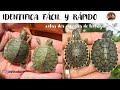 Cómo diferenciar entre dos especies de Tortugas TRACHEMYS SCRIPTA ELEGANS VS TRACHEMYS VENUSTA