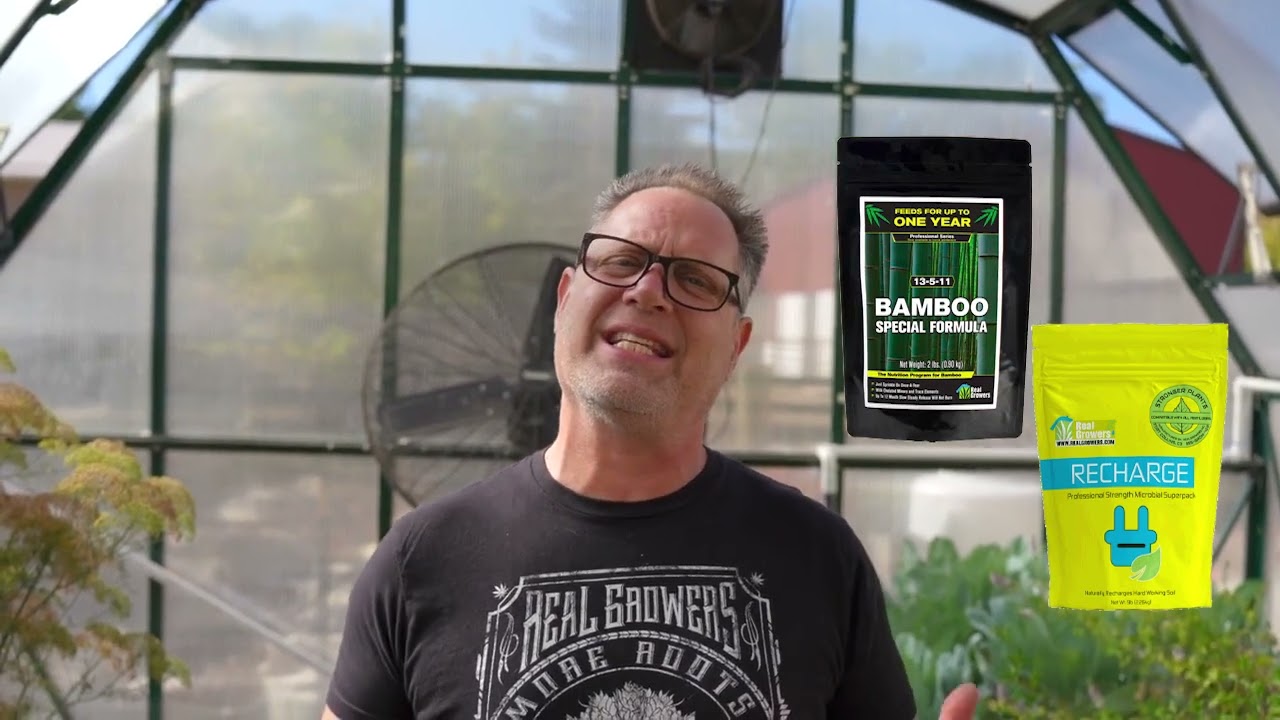 Feeding your clumping bamboo plants for fast growth