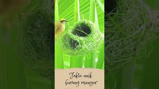 Download Lagu fakta unik burung manyar#shorts #fakta #faktaunik #binatang #burungmanyar MP3