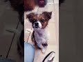 That's my puppy dog YOGI BEAR#puppy#chihuahua#chihuahuacute#chihuahuababy##cute#doglover#dogs#dogs