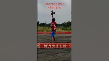 merpati losdor mati di tempat