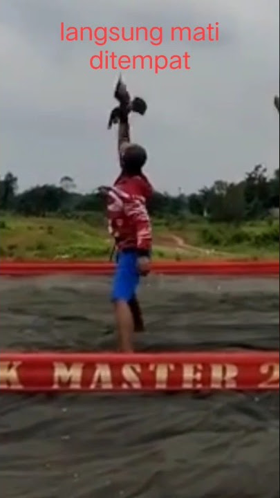 merpati losdor mati di tempat