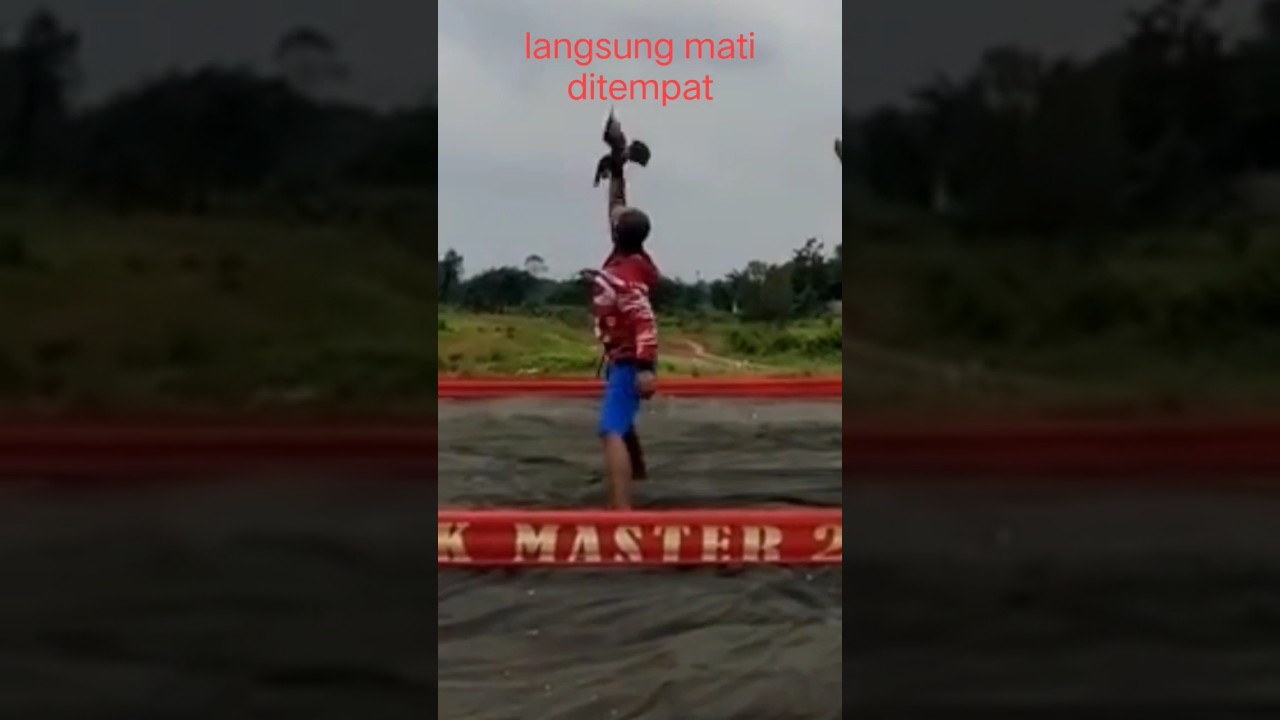 merpati losdor mati di tempat