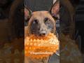 Luppa est en brocante comme d habitude  youtubeshorts  foryou pourtoi malinois doglover