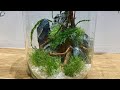 I Made An Ecosphere From Items In My Fish Tank And It Has So Much Life! - Life In Jars - Jarrarium