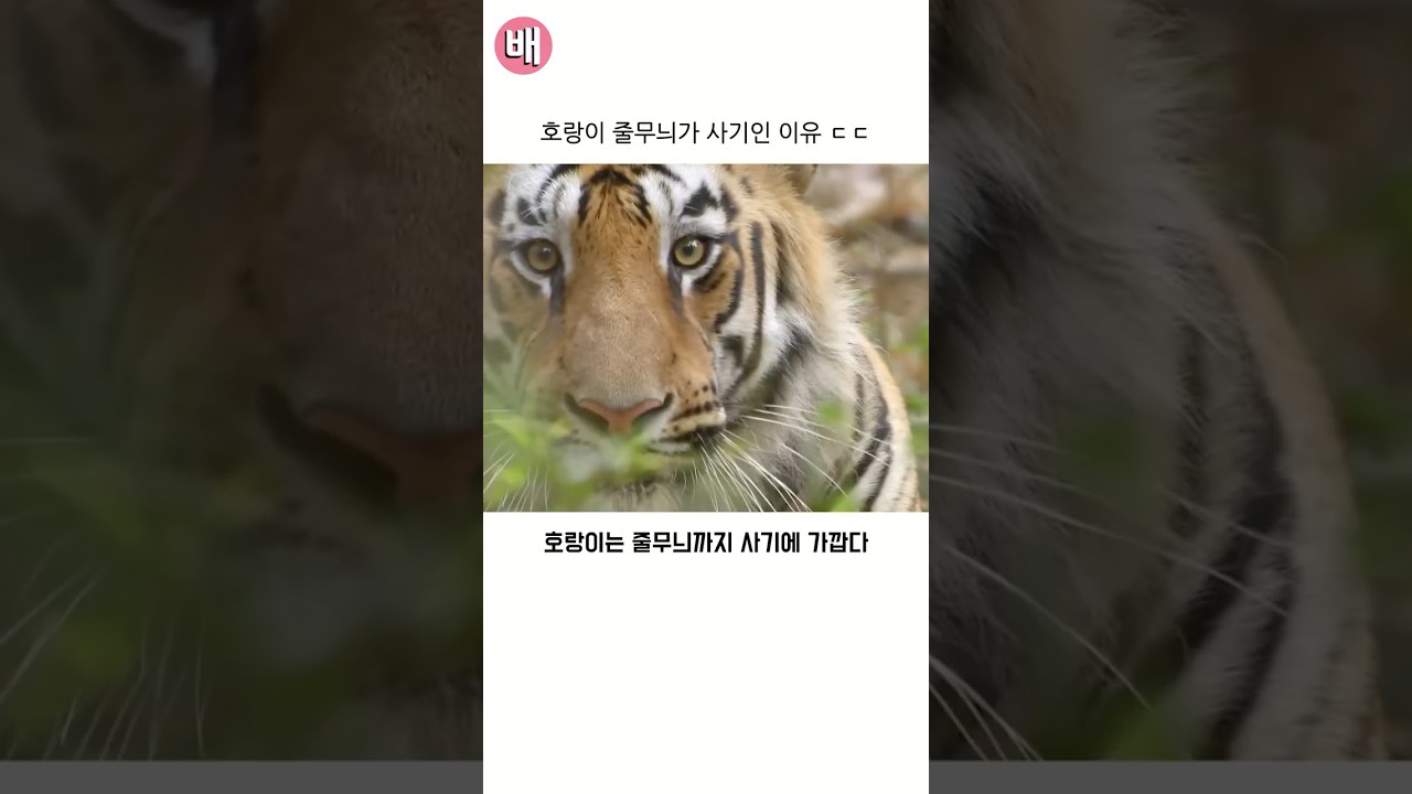 호랑이 줄무늬가 사기인 이유 ㄷㄷ