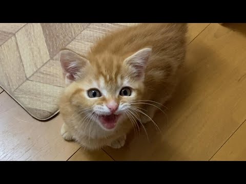 ご飯まであと一時間が待てない子猫が鳴き続けます 泣 可愛いアピール 短足マンチカン 茶トラ A Kitten That Wants To Eat And Keeps Crying Youtube