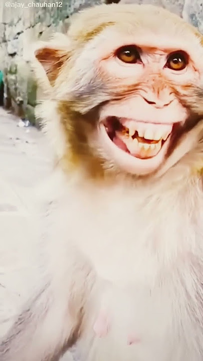 #monkey #animals #cute #funny #comedy #musicgenre #music koti koti koti 🐒🐒🐒🐵🐵🐵🤳🤳🐒🐒🐵🐵🐵🐒🐒😍🥰
