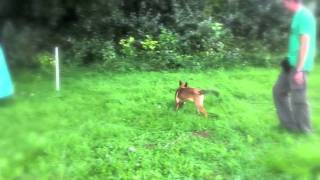 Ivy Von Dorlatos - Fürkész.m4V