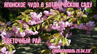 Симферополь/ЦВЕТЕНИЕ САКУРЫ -ЯПОНСКОЕ ЧУДО/Ботанический сад им.Багрова/Цветочный РАЙ/Крым 25 04 23г.