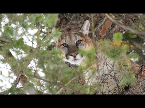 Dan Riskin on how predators can protect their environments