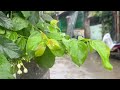 Gentle Rain Falling on Trees in the Forest | Sleep &amp; Stress Relief