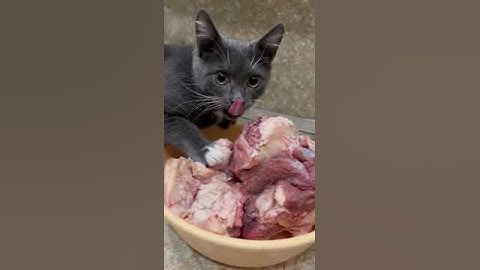 Наглая морда ест мясо)) #мясо #кухня #кот #котики #всесвои #коты #cat #cats #shorts #мордочка