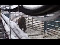 The Return of the Bison to Wanuskewin Heritage Park