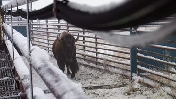 The Return of the Bison to Wanuskewin Heritage Park