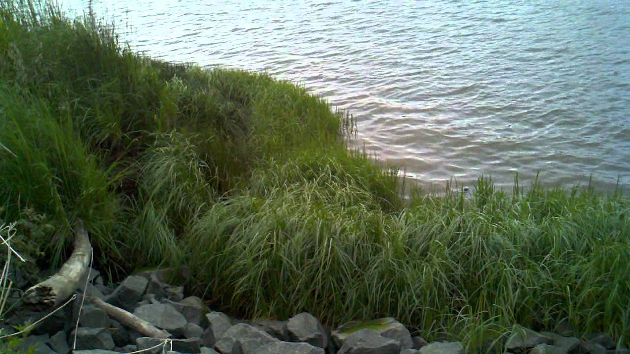 Wetland grass