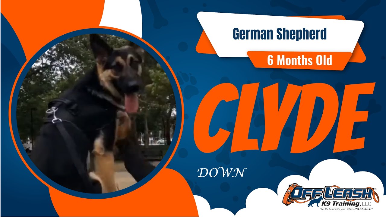 From Ferocious to Focused: K9 Training Transformation of Mix breed Clyde Learns Down