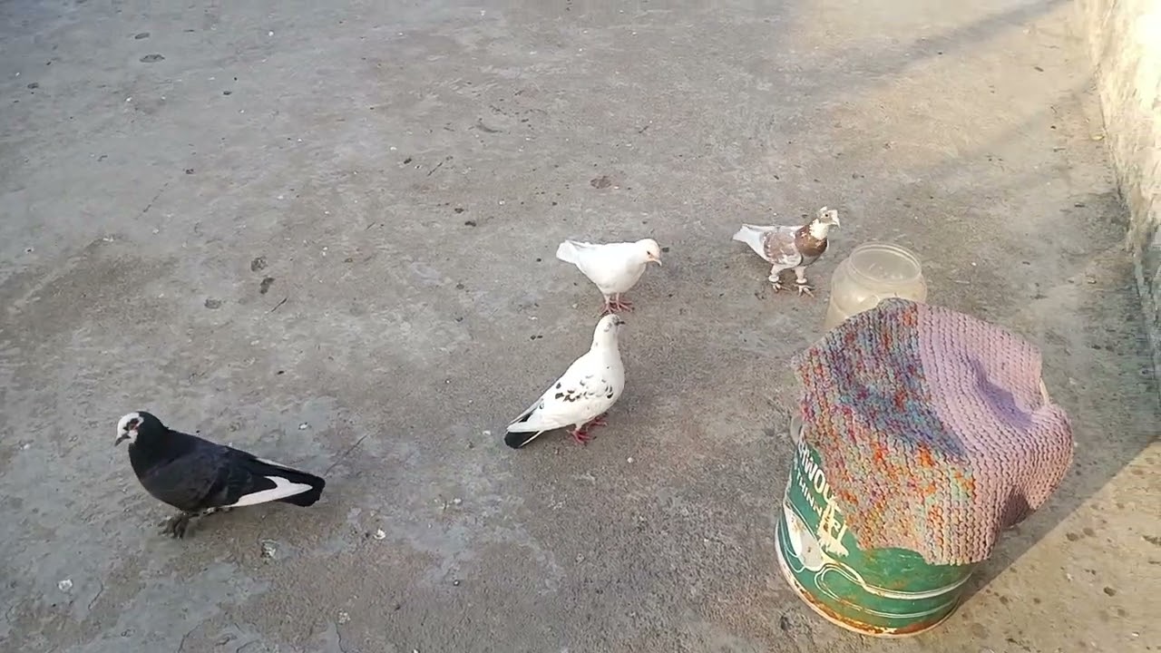 हमारे नए ब्लॉग देखें आज का न्यू ब्लॉक देखें 🕊🕊