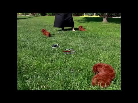 Toy Poodle Puppies For Sale Hannah Fisher Heyinz Blog -