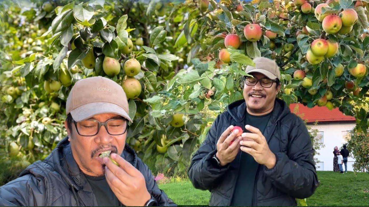 NAPAKASAYA!! HINOG NA! MGA PERAS AT MANSANAS! ANG DAMING NAMIMITAS! Free Picking of Apples and Pears