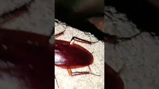 816 bhayankar video