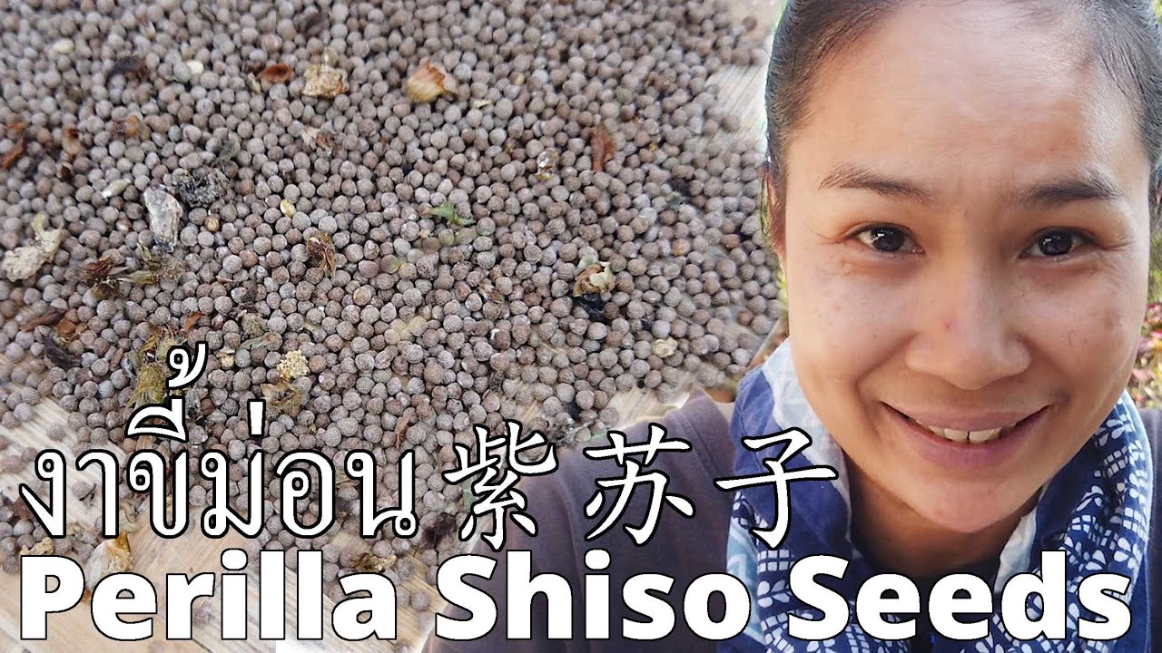 How to harvest perilla shiso seeds เก็บงาขี้ม่อน - Streetalicious