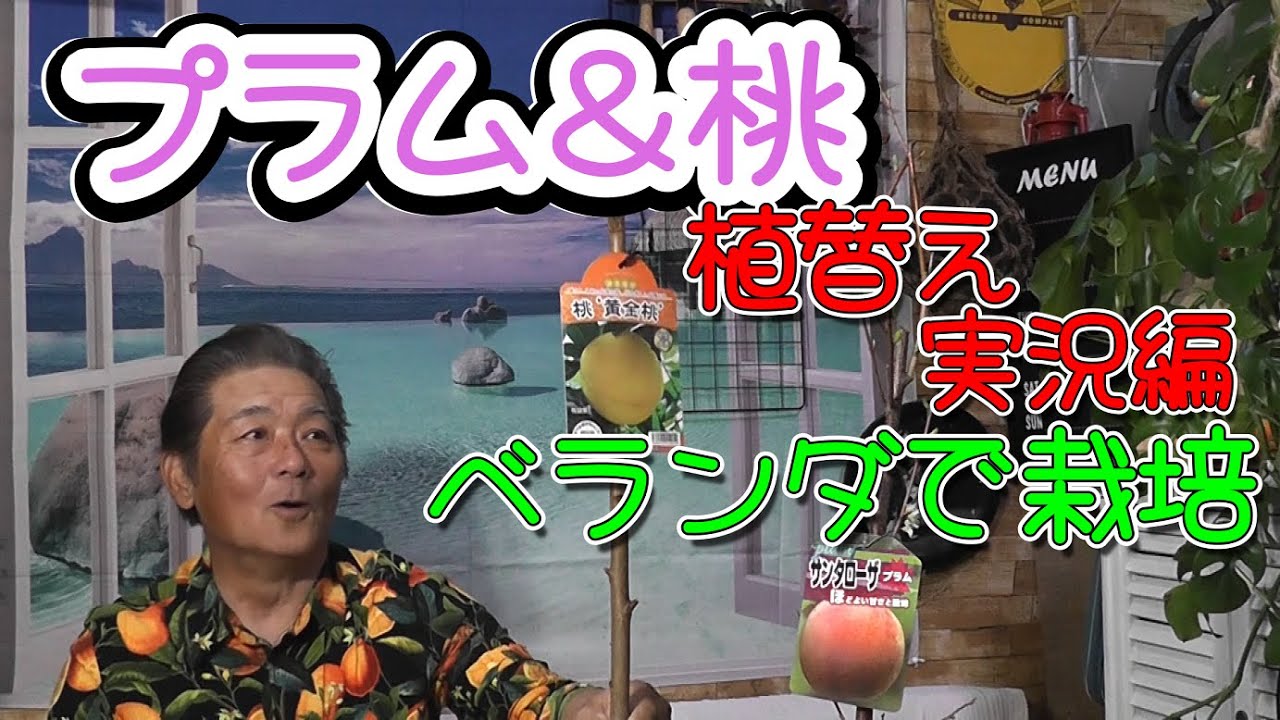 Growing plums and peaches] Grow potted fruit trees on your balcony