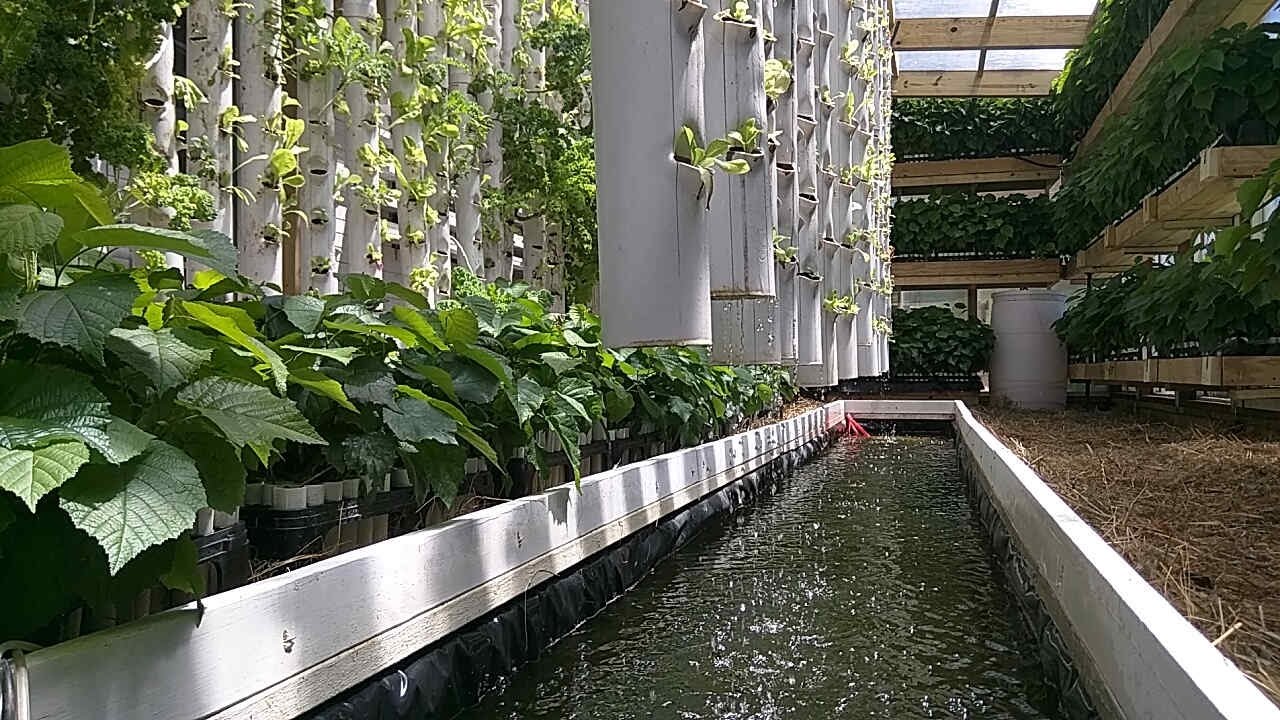 аквапоника рыба растения. аквапоника рыба растения. аквапоника и гидропоника. аквапоника рыба растения замкнутая биологическая система. аквапоника тилапия.