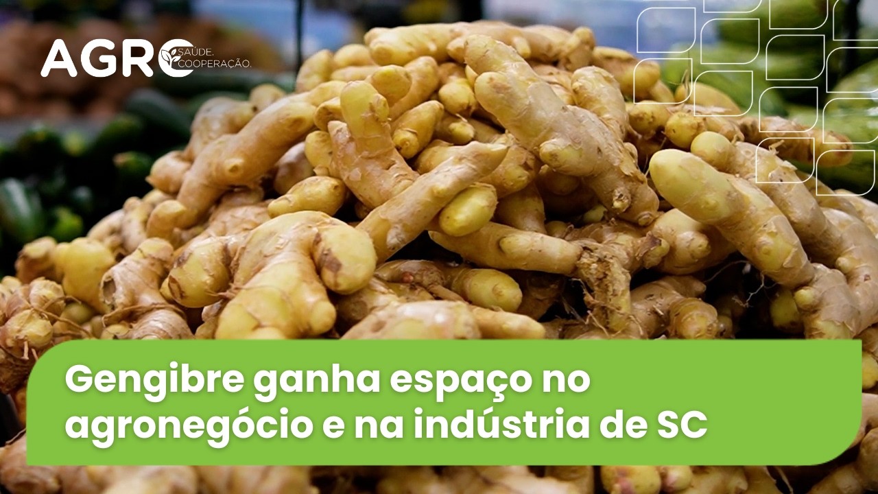 Agro Saúde e Cooperação – Produção de Gengibre