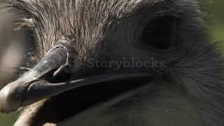 Funny Face Ostrich Close Up 2