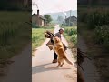 The puppy heals everything, the happiness of the dog, the rural pastoral life, the spiritual dog's
