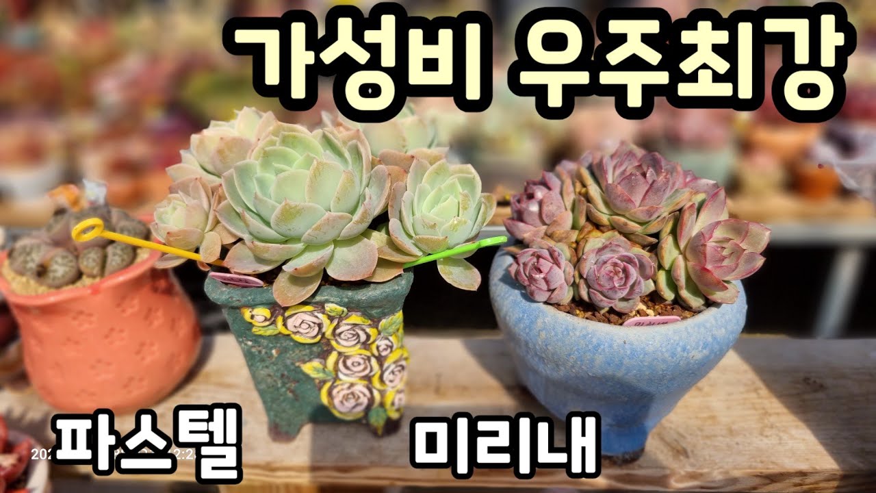 가성비 최고다! 미리내군생 & 파스텔군생 분갈이해요 💕 꽃나래다육 010.2818.1441 