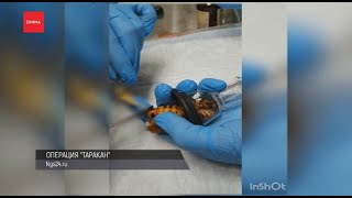 Красноярские врачи сделали операцию таракану Красноярские врачи сделали операцию таракану