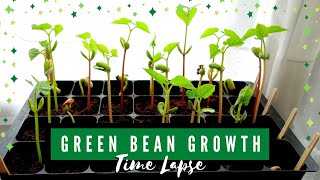 Green Bean Growth Stages: Climbing French Pole Bean Time Lapse