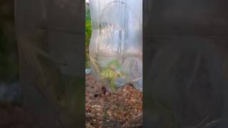 #camaleão #coisasdaroça #natureza #vidanaroça #roça #rotinanaroça